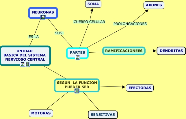 Mapa Partes Y Funciones De Las Neuronas Como Funcionan Las Neuronas En El Sistema Nervioso 2583